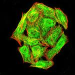 Phospho-NLRC4 (Ser533) Monoclonal Antibody (4B7B7)