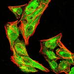 Phospho-NLRC4 (Ser533) Monoclonal Antibody (9A6A1)