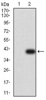 Plexin-A1 Monoclonal Antibody (7B8H9)