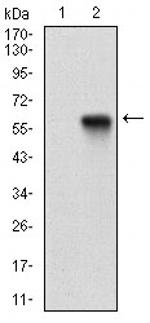 PPARGC1B Monoclonal Antibody (6C3F6)