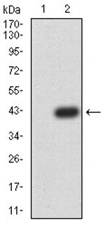 PRDM4 Monoclonal Antibody (4B6G1)