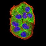 AMPK gamma-3 Monoclonal Antibody (2C7A7)