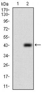 PTP4A2 Monoclonal Antibody (5B6F4)