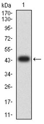 PTPRM Antibody in Western Blot (WB)