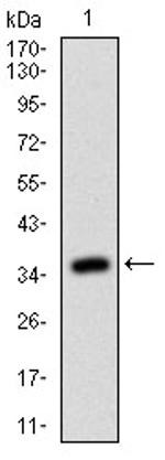 RhoF Antibody in Western Blot (WB)