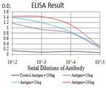 RIPK4 Antibody in ELISA (ELISA)