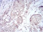ARHE Antibody in Immunohistochemistry (Paraffin) (IHC (P))
