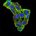 ARHE Monoclonal Antibody (5C7B6)