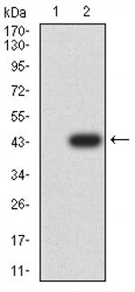 SEC31A Antibody in Western Blot (WB)