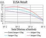 SIRT7 Antibody in ELISA (ELISA)