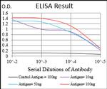 SCP3 Antibody in ELISA (ELISA)