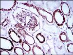SCP3 Antibody in Immunohistochemistry (Paraffin) (IHC (P))