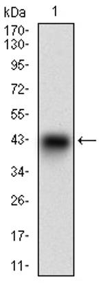 SCP3 Antibody in Western Blot (WB)
