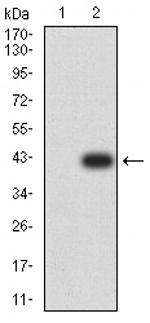 AP2 beta Monoclonal Antibody (6F7G1)
