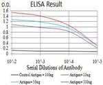 AP2 gamma Antibody in ELISA (ELISA)
