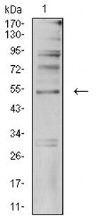 AP2 gamma Antibody in Western Blot (WB)