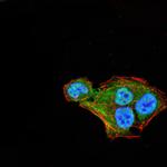 THAP1 Monoclonal Antibody (8D10C8)