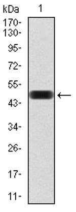 THAP1 Antibody in Western Blot (WB)