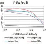 TLL1 Antibody in ELISA (ELISA)