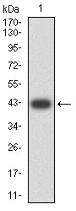 TLL1 Antibody in Western Blot (WB)