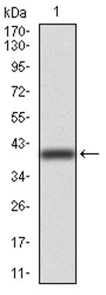 TUBB1 Antibody in Western Blot (WB)