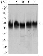 TUBB2A Antibody in Western Blot (WB)