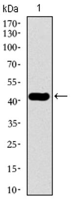 TUBB2A Antibody in Western Blot (WB)
