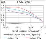 TUBE1 Antibody in ELISA (ELISA)