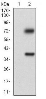 TUBE1 Monoclonal Antibody (7G3B2)