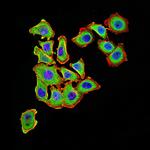 UCP3 Monoclonal Antibody (6B8C6)