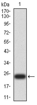 UCP3 Antibody in Western Blot (WB)