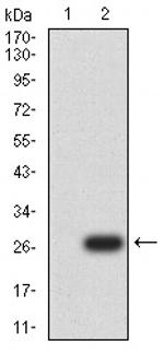 UCP3 Antibody in Western Blot (WB)