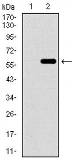 WDR66 Monoclonal Antibody (2A6F7)