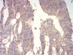 WNT3A Antibody in Immunohistochemistry (Paraffin) (IHC (P))