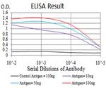 XRN2 Antibody in ELISA (ELISA)