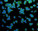 LRP1 Antibody in Immunocytochemistry (ICC/IF)