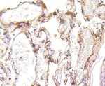 LRP1 Antibody in Immunohistochemistry (Paraffin) (IHC (P))