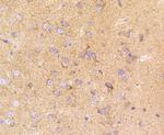 LRP1 Antibody in Immunohistochemistry (Paraffin) (IHC (P))