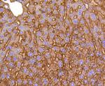 LRP1 Antibody in Immunohistochemistry (Paraffin) (IHC (P))