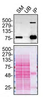 LRP1 Antibody in Immunoprecipitation (IP)