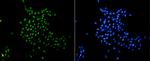 H3K18me1 Recombinant Rabbit Monoclonal Antibody (SA42-07)