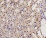 H3K18me1 Antibody in Immunohistochemistry (Paraffin) (IHC (P))