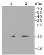 H3K18me1 Antibody in Western Blot (WB)