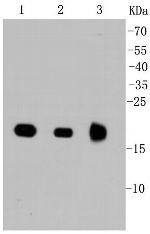 Pan Ras Recombinant Rabbit Monoclonal Antibody (SA39-05)