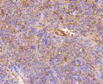 Integrin beta 1 (CD29) Antibody in Immunohistochemistry (Paraffin) (IHC (P))