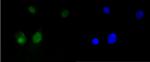 HMGB1 Antibody in Immunocytochemistry (ICC/IF)