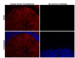 GFAP Antibody in Immunohistochemistry (Paraffin) (IHC (P))