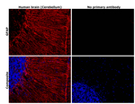GFAP Antibody in Immunohistochemistry (Paraffin) (IHC (P))