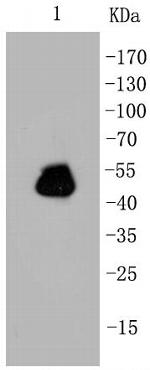 GFAP Antibody in Western Blot (WB)