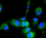 GAPDH Antibody in Immunocytochemistry (ICC/IF)